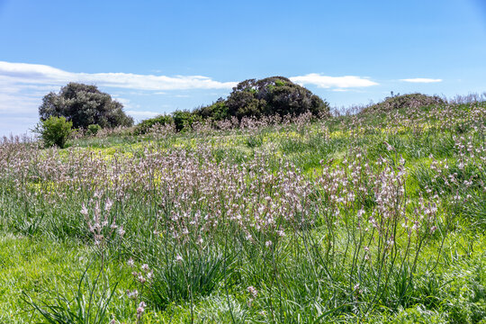 Scenic view of wild branched asphodel flowers blooming on green hills in late winter. Asphodelus ramosus meadow in countryside near Kourion archaeological site. Limassol, Cyprus.