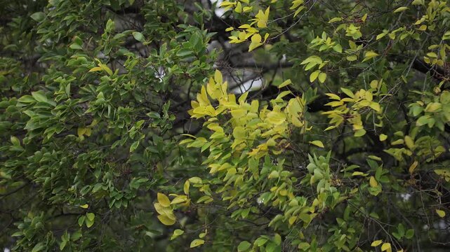 Closeup detail: Strong wind blows blueberry shrub tree branches