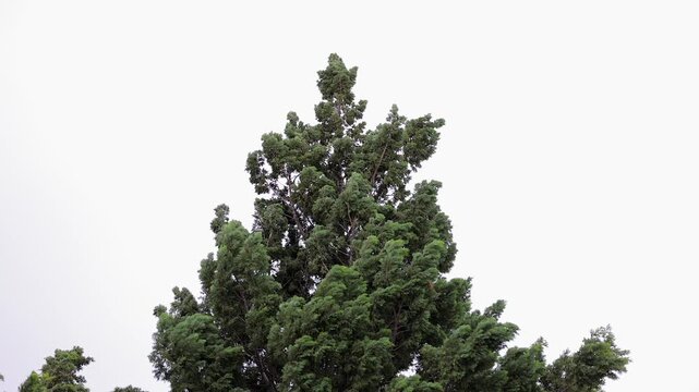 Ornamental evergreen cedar tree branches blowing in strong wind