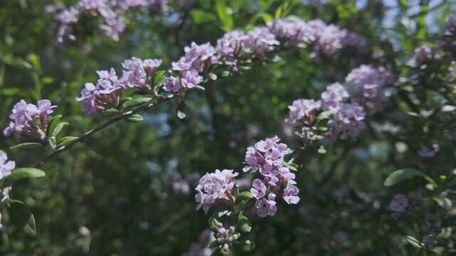 Graceful pendent racemes of scented lilac flowers of Alternate-leaved butterfly-bush, Buddleja alternifolia