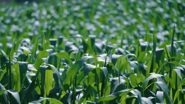 Young corn seedlings emerge in a green plantation field in Multan, Punjab.