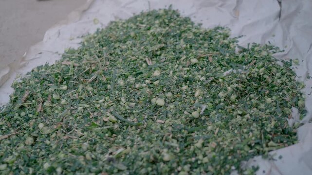 Chopped green fodder dries on white cloth at a traditional Punjab farm