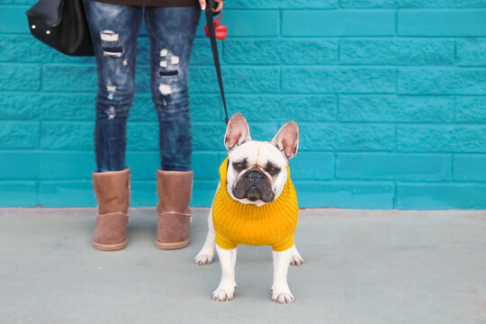 Portrait of French bulldog wearing yellow knit pullover