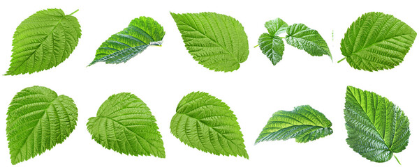 Green raspberry leaves, displaying distinct textures and venation, isolated on a transparent background. © Hchew