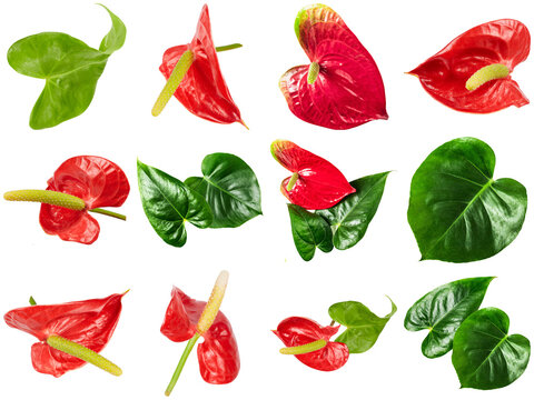 Beautiful tropical red anthurium flowers and vibrant green leaves, a collection isolated on transparent background.