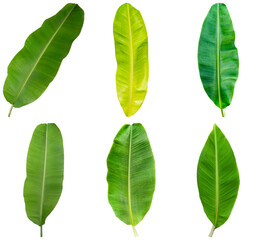 A vibrant collection of six fresh banana leaves in varying shades of green, isolated on a transparent background. © Hchew