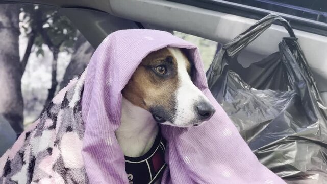 A cute basenji mix dog, wrapped in a pink blanket, sits calmly in the back of a car, looking out the window