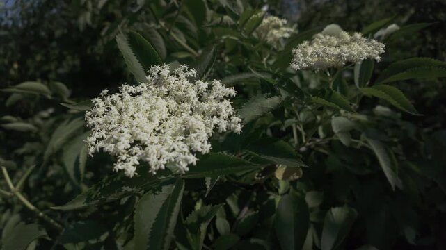 White flowers on blooming American black elderberry (Sambucus canadensis) swaying in the breeze