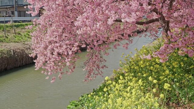 A weeping kawazu cherry blossom tree drapes its pink branches over a calm green canal, contrasting beautifully with vibrant yellow rapeseed flowers blooming along the opposite bank in early spring