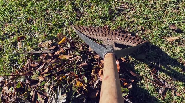 Yard work POV: Raking leaves on backyard lawn, detail with copy space
