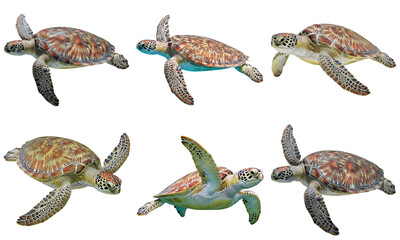 Six green sea turtles swimming gracefully in various poses, isolated for diverse marine life design projects. © Thutrang