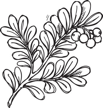 Bearberry arctostaphylos uva-ursi branch with berry cluster and dense leaves hand drawn sketch vector illustration isolated