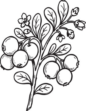 Bilberry vaccinium myrtillus branch with berries flower and bud hand drawn sketch vector illustration isolated on white background