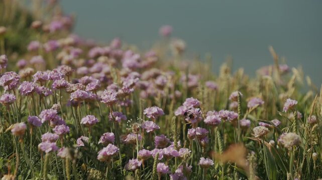 Pink wildflowers blooming on a sunny coastal cliffside
