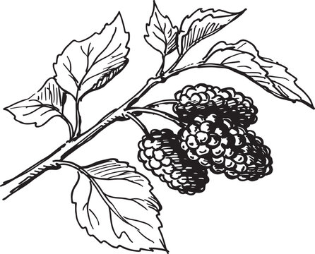 Mulberry morus nigra branch with ripe aggregate fruit and serrated leaves hand drawn sketch vector illustration isolated