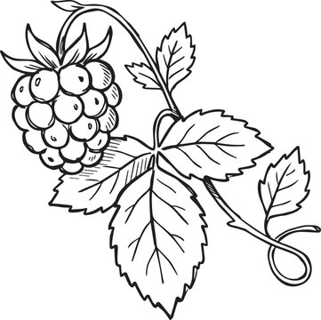 Raspberry rubus idaeus branch with ripe berry compound leaf and runner hand drawn sketch vector illustration isolated on white background