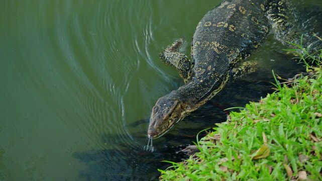 Asian water monitor lizard near pond shore in Lumphini Park Bangkok, tropical reptile wildlife in urban Thailand