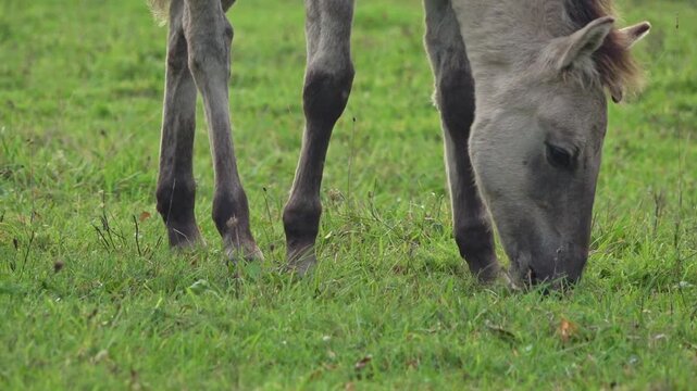 A portrait of a young semi-wild horse stallion grazing, Pape Nature Park, Latvia