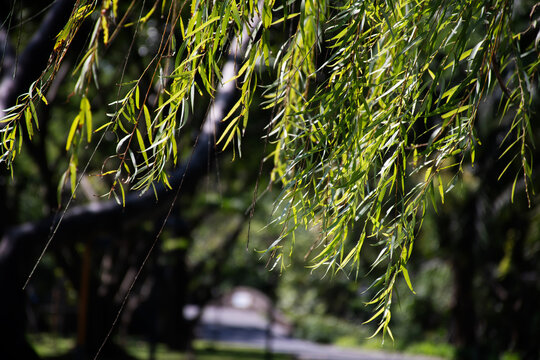Green weeping willow foliage, leaves backdrop with dramatic dappled sunlight and dark shadows.