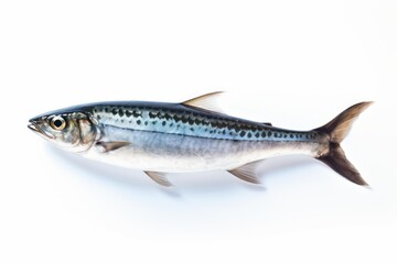 Obraz premium Raw mackerel fish displaying its silver scales and detailed patterns, ready for cooking