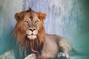 Obraz premium Portrait of a male lion from Sepahijala wildlife sanctuary, Tripura, India.