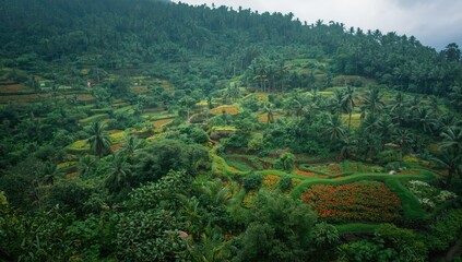 Fototapeta premium Colorful flora and fresh lush greenery characterize the lively monsoon landscape