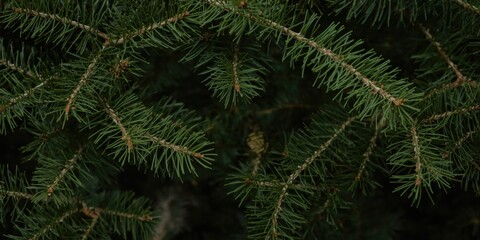 Obraz premium Dense pine needle backdrop ideal for bright holiday themed videos and Christmas festivities