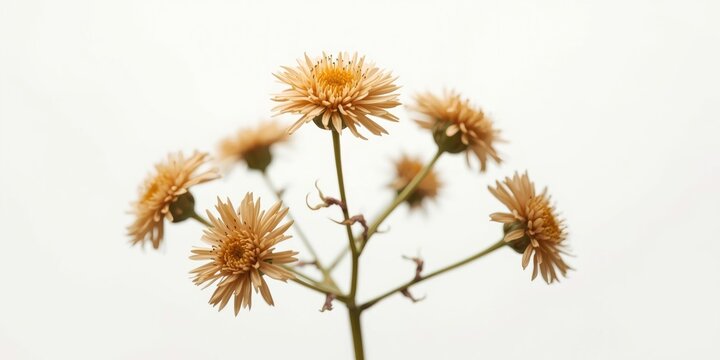 Detailed view of Acmella oleracea blooms with branches set against a plain white background