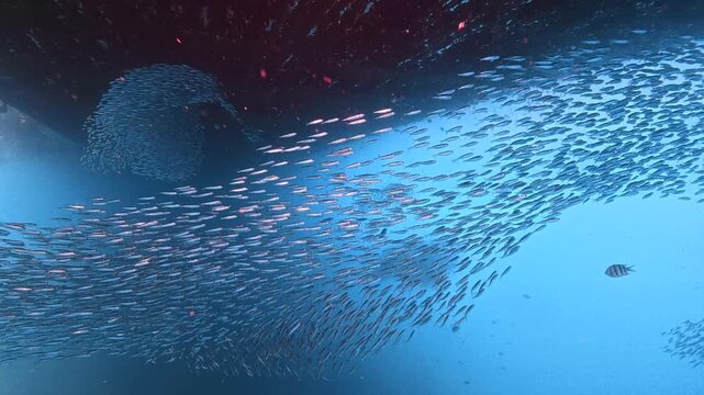 School of Small Silver Fish Swimming in Ocean