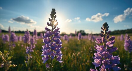 Fototapeta premium Field of vibrant delphinium flowers blooming under summer sunlight