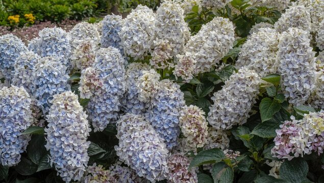 Garden display of panicled hydrangea from the Hydrangeaceae flowering plant family