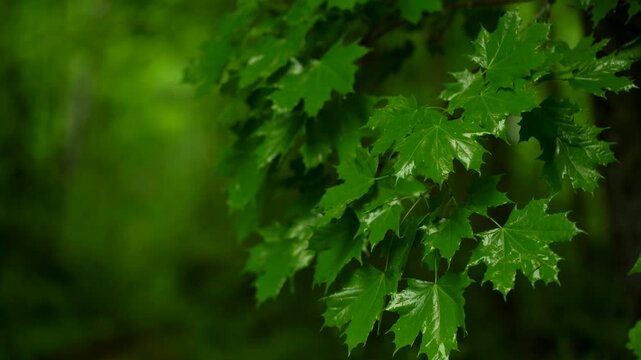 Green Maple Leaves In Forest