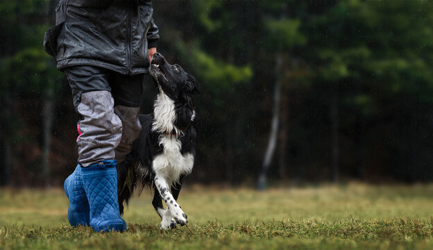 Border Collie walking precisely at handler's heel during obedience training in rain outdoors, focused sport dog working in wet weather on green field.