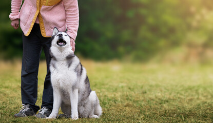 Gray and white siberian husky sitting beside handler on green grass in sunny park with blurred natural background and warm light. Concept of obedience training and human companionship © kathrineva20