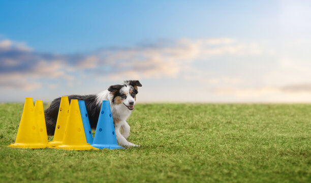 Blue merle miniature american shepherd weaving through colorful training cones on green grass field under blue cloudy sky with copy space. Concept of dog agility and obedience training