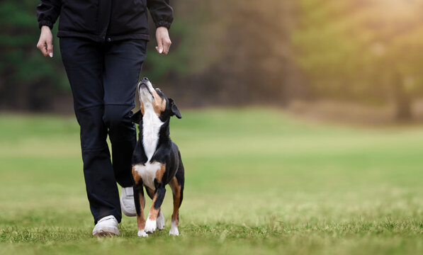 Black and tan entlebucher mountain dog heeling beside handler on green grass field in sunny park with blurred background and warm light. Concept of obedience training and teamwork