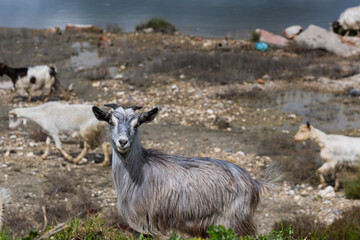 Fototapeta premium Grey Goat Close Portrait