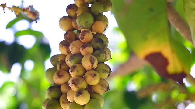 Close up of fresh tropical langsat fruit bunch hanging on a tree