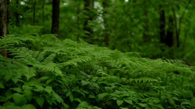 Lush ferns covering the forest floor in a dense green woodland. 