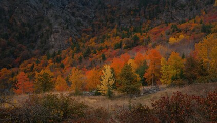 Obraz premium Fall trees exhibiting rich color palette in oil on a mountain scene
