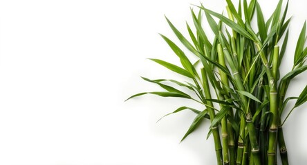 Obraz premium Fresh bamboo shoots isolated on a clean white background