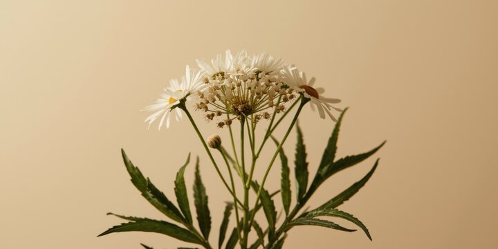 False Daisy Medicinal Herb with White Floral Display and Deep Green Leaf Arrangement