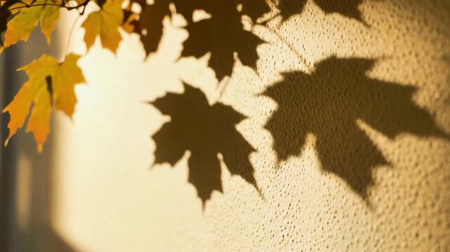 A warm sunlight casts shadows of vibrant autumn leaves on a textured wall