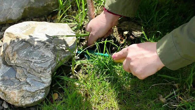 Weaving work shows human hands cutting weeds with pruning tools beside rock on ground. Weeding scene highlights weed removal, fresh vegetation, natural background, closeup view, outdoor maintenance