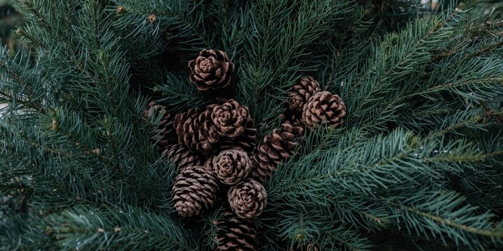 Handpicked evergreen branches and pinecones arranged in basket