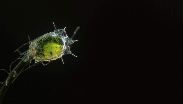 Euglena genus under microscope displaying single celled flagellated eukaryotic organism