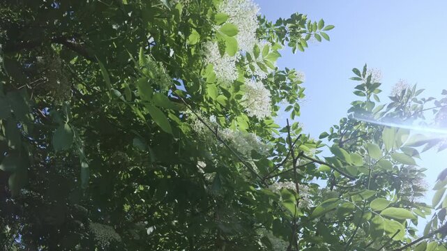 Flight down from the crown of a blooming American black elderberry (Sambucus canadensis) flying between branches covered with white flowers against a blue sky on a sunny day, backlit
