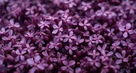 Obraz premium Closeup of vibrant purple flowering groundcover with delicate petals