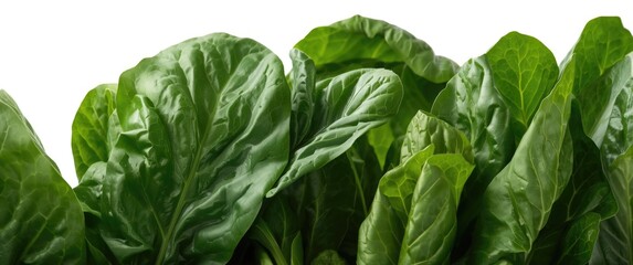 Fototapeta premium Fresh green spinach leaves isolated with white backdrop in close-up