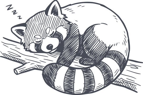 black fill hand drawn style illustration of a red panda sleeping on a tree branch with hatching shadows no white fills included